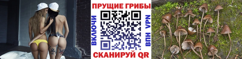 Псилоцибиновые грибы мицелий купить Ленинск